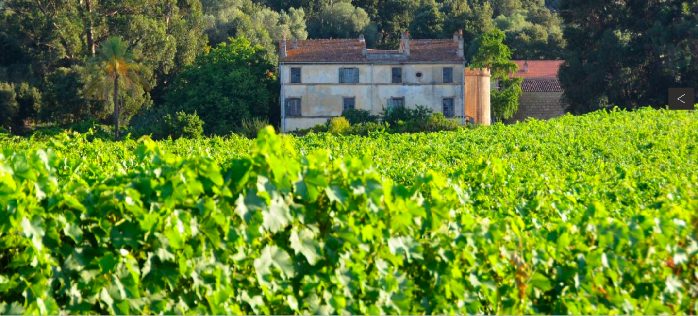 Dégustation de vins corses : une visite au Domaine Saparale