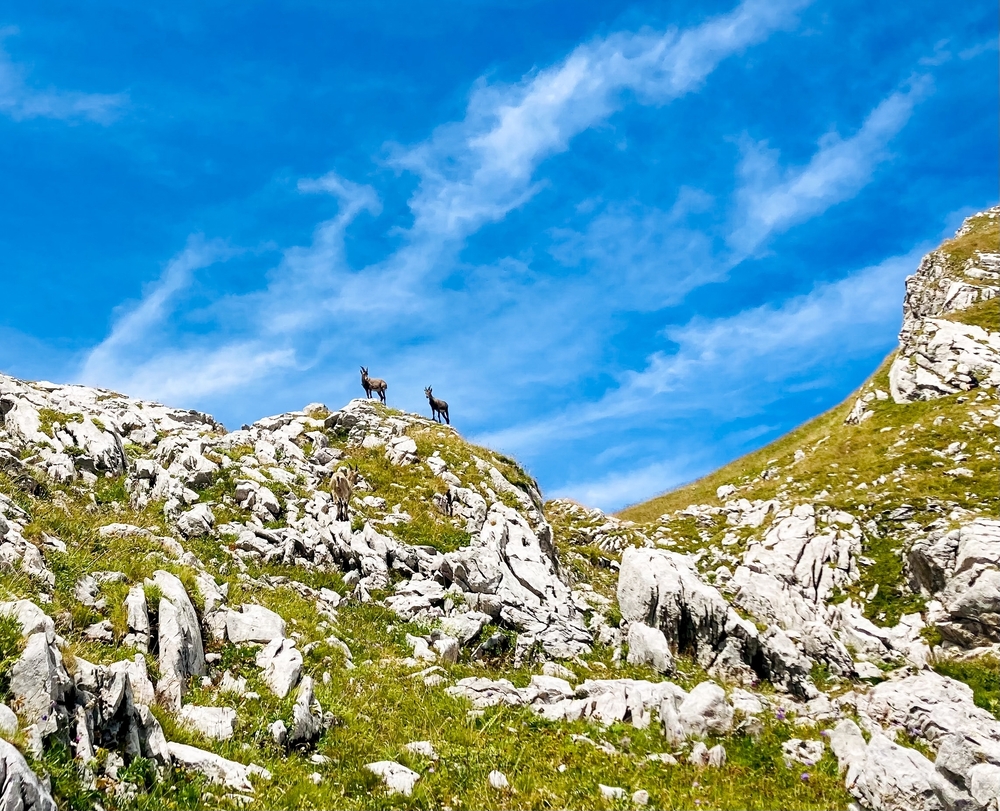 deux chamois en montagne pour illustrer la faune préservée des séjours éco-responsables dans les alpes