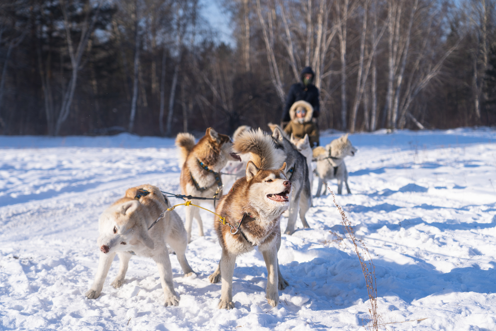 Attelage de huskies tirant un traîneau sur la neige lors d’une balade en chiens de traîneau