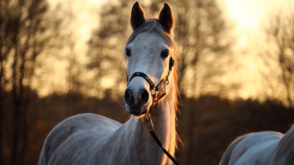 Horse balade in mauritius