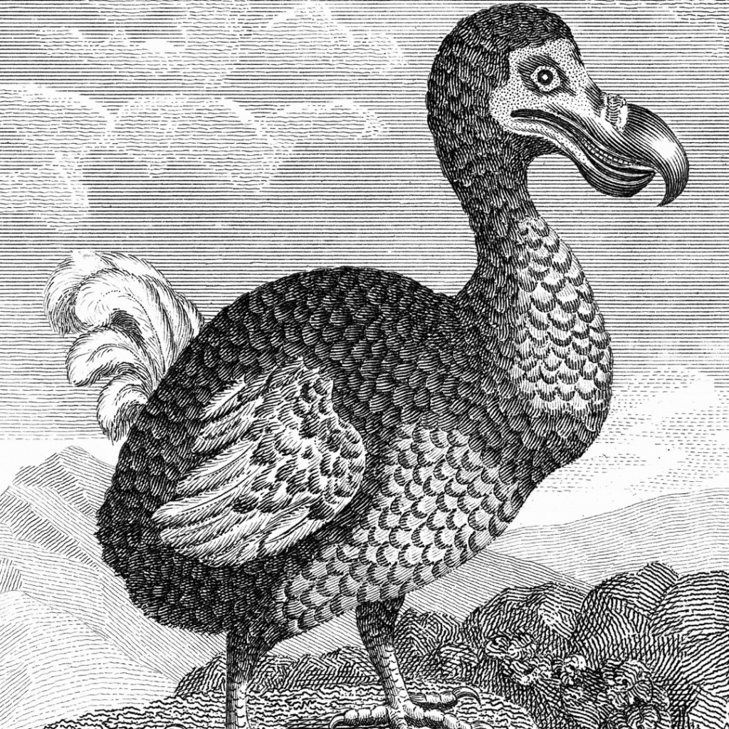Mauritian dodo