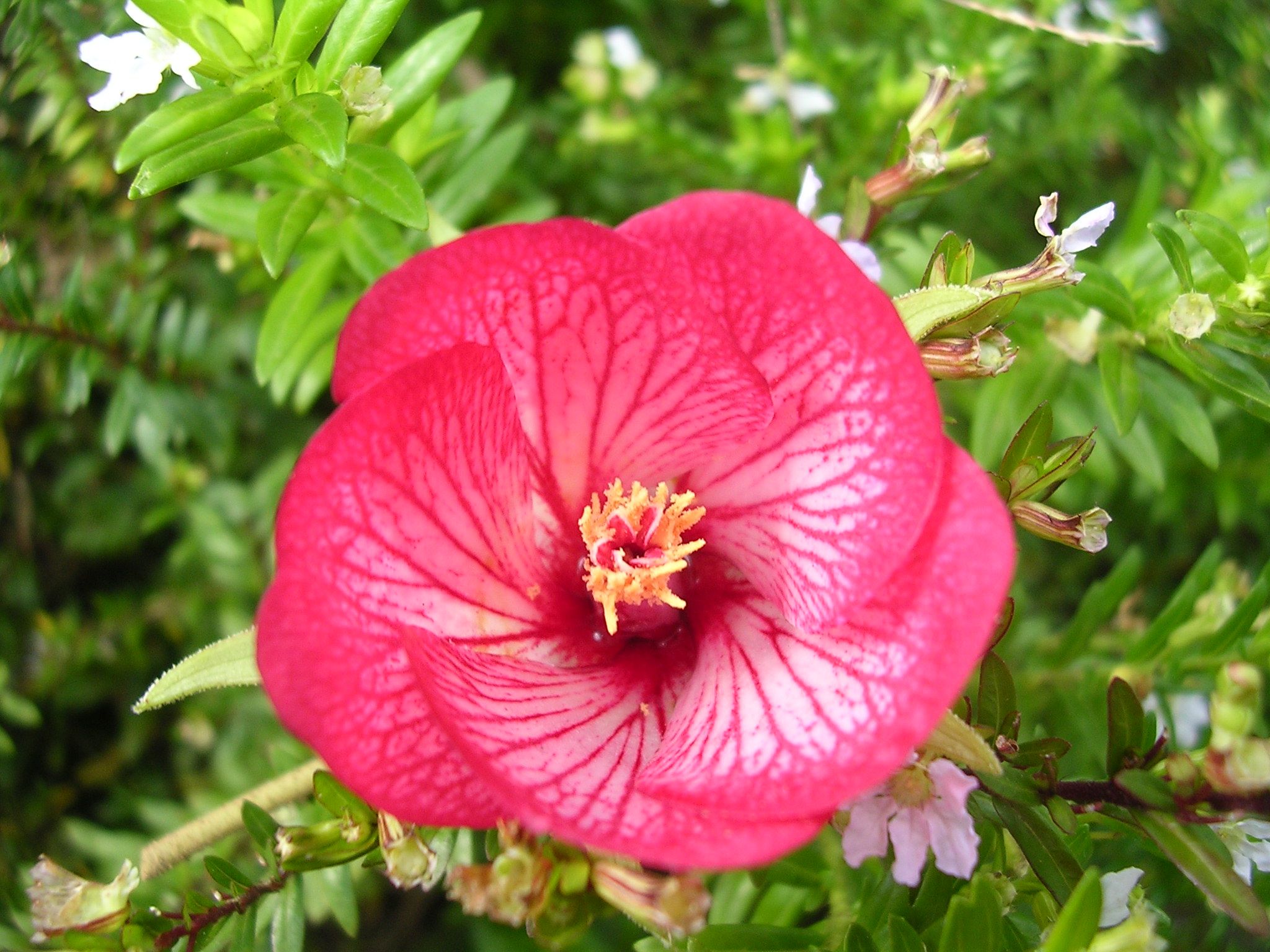 La Flore Et La Faune L Ile Maurice Location Villa Ile Maurice