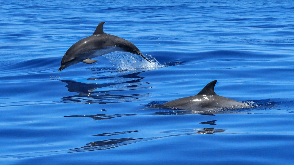 dolphins mauritius