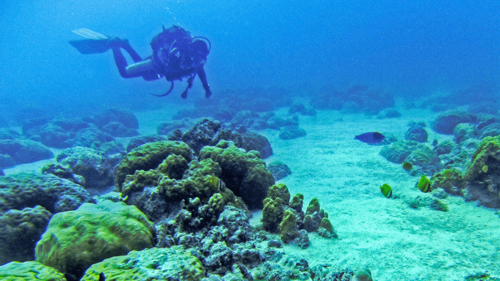 Snorkeling Mauritius