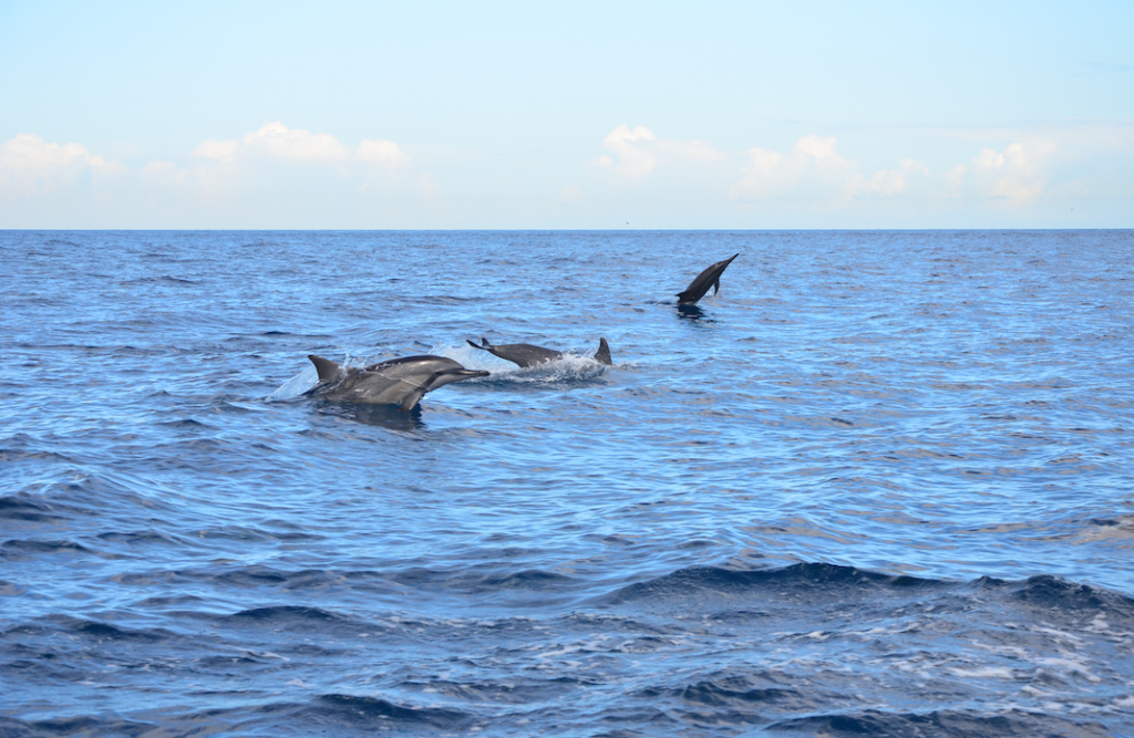 dolphins in mauritius