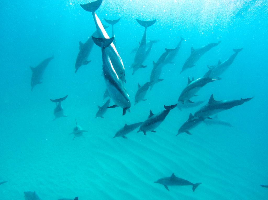 dolphins in mauritius