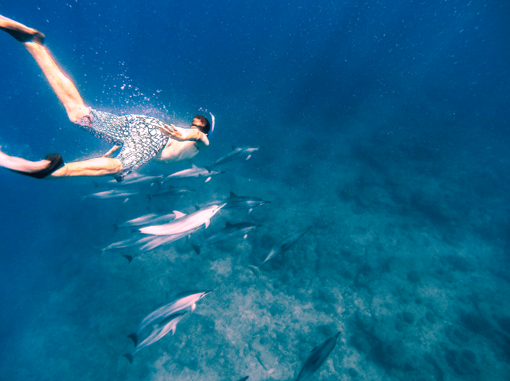 swimming with dolphins