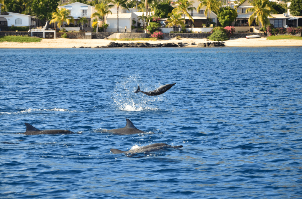 mauritian dolphins jumping