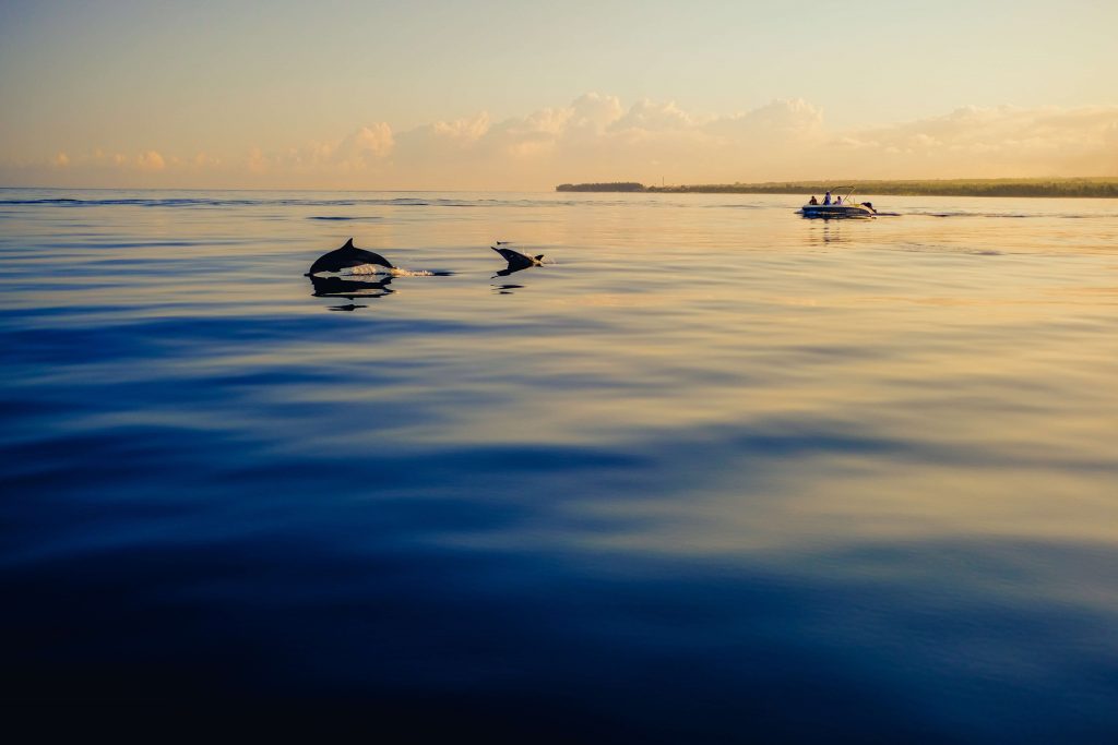 dauphins et couché de soleil à l'ile maurice