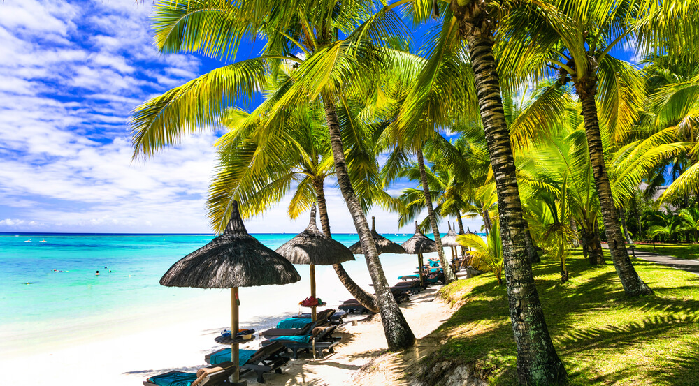 mauritian trees