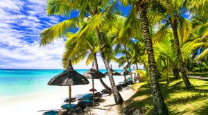 palmier et parasols a l ile maurice