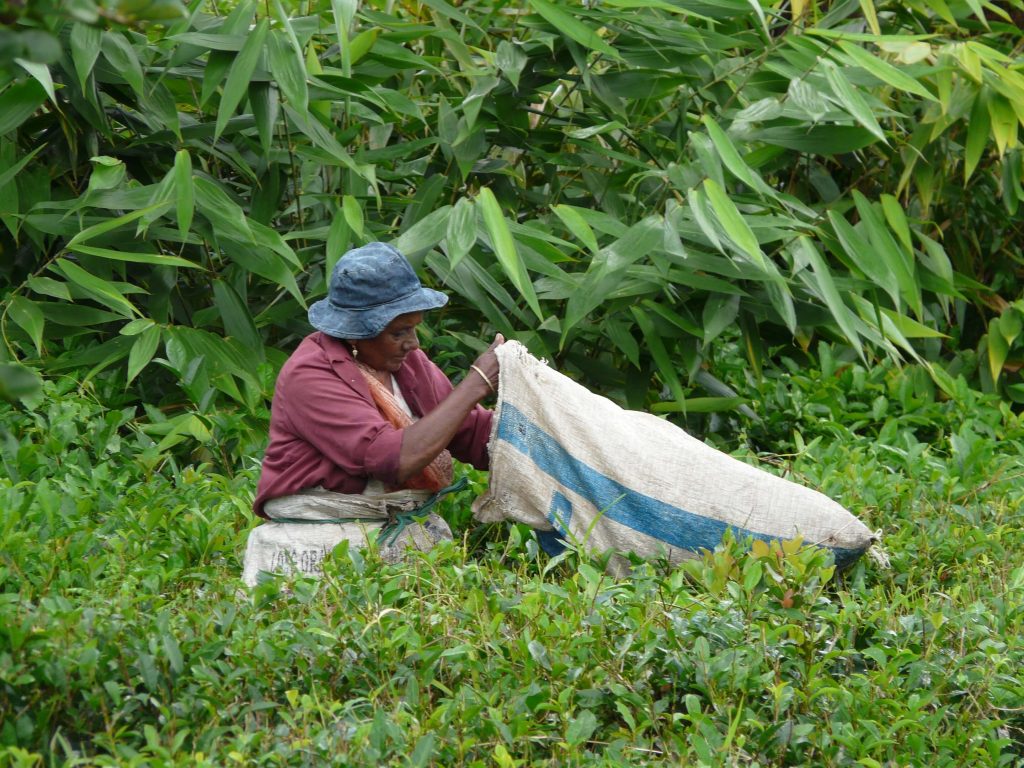 mauritian farmer