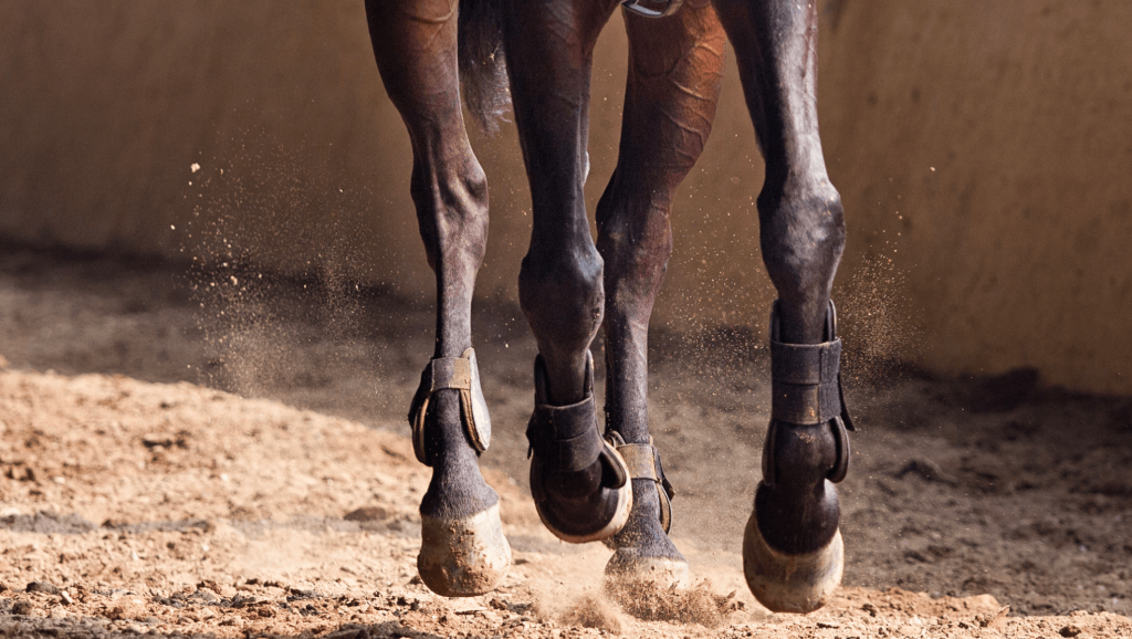 pieds de cheval à l'île maurice