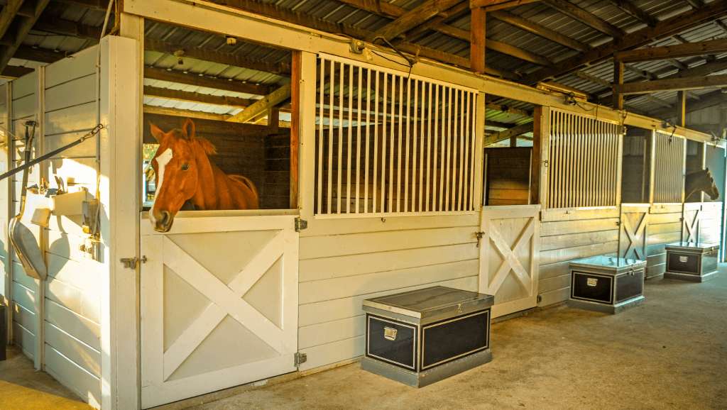 horse center in mauritius