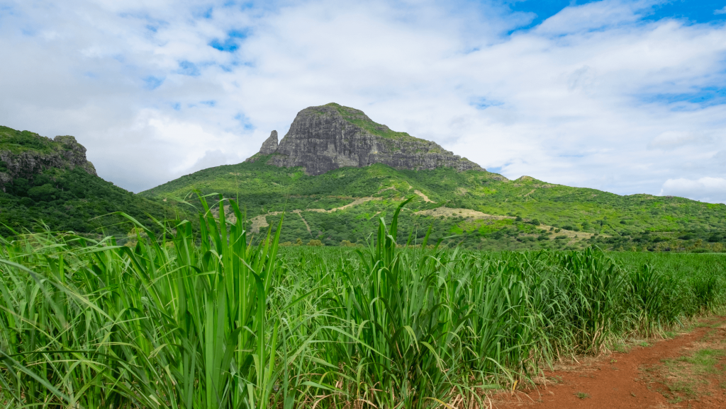 horse trip in field in mauritius