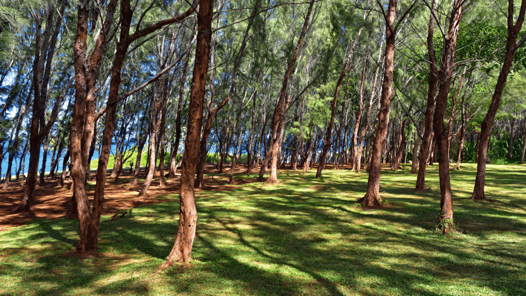 land for biking in mauritius