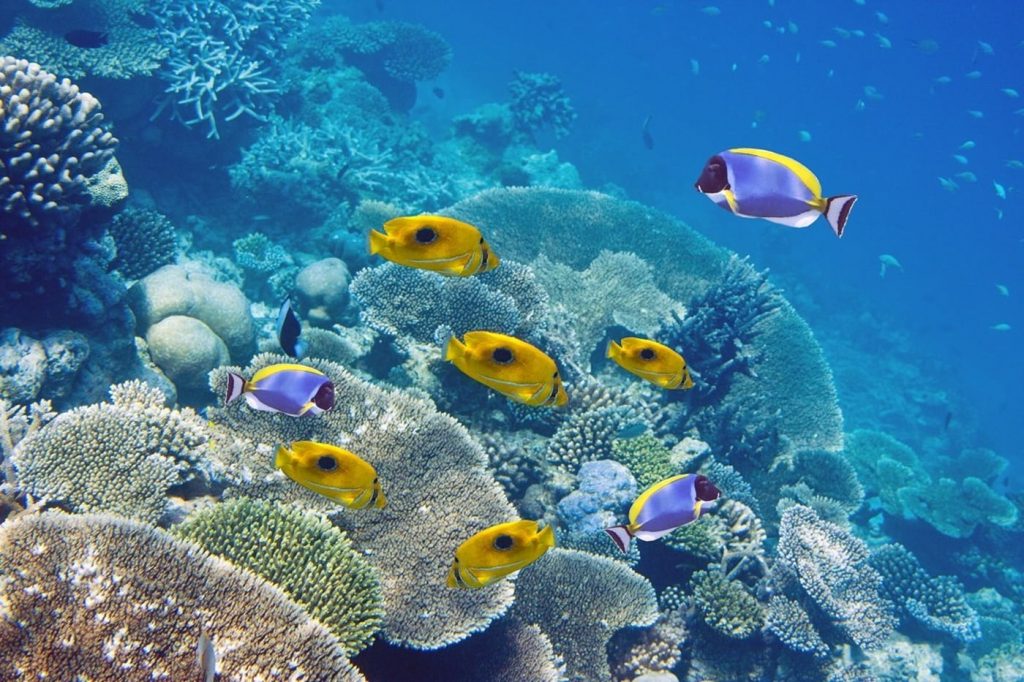 Journée Safari Plongée Nord sejour Ile Maurice