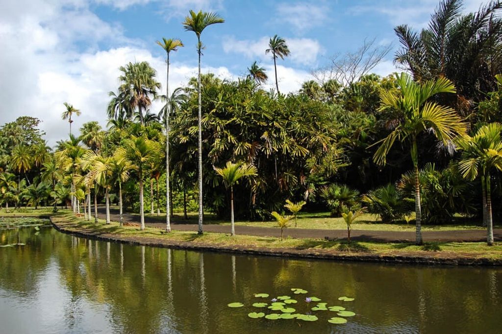 Visitez Le Jardin Botanique De Pamplemousses