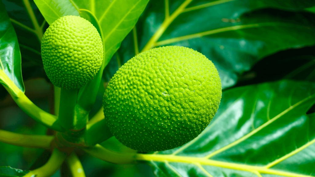 bread fruit mauritius