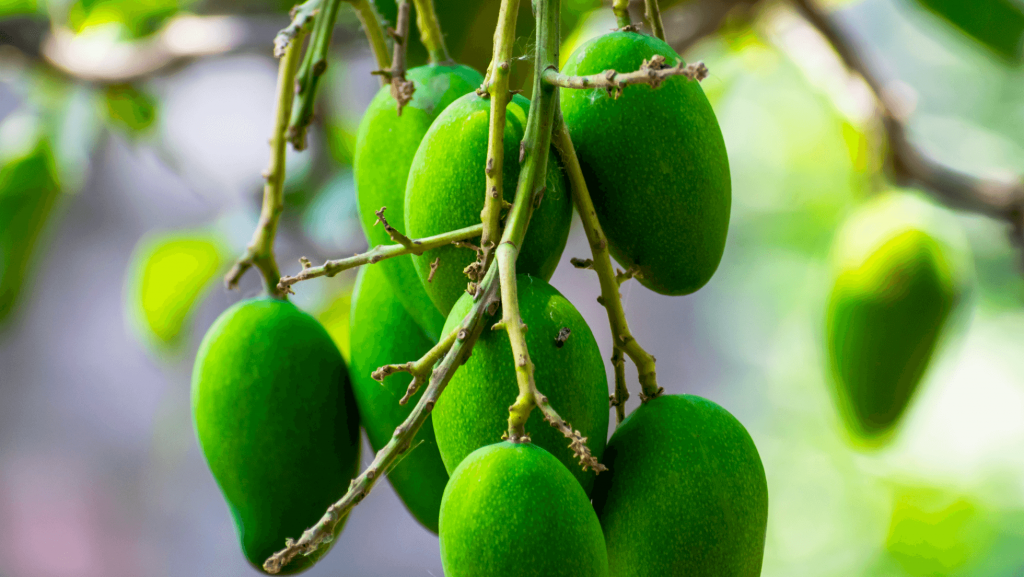 mauritian mangoes