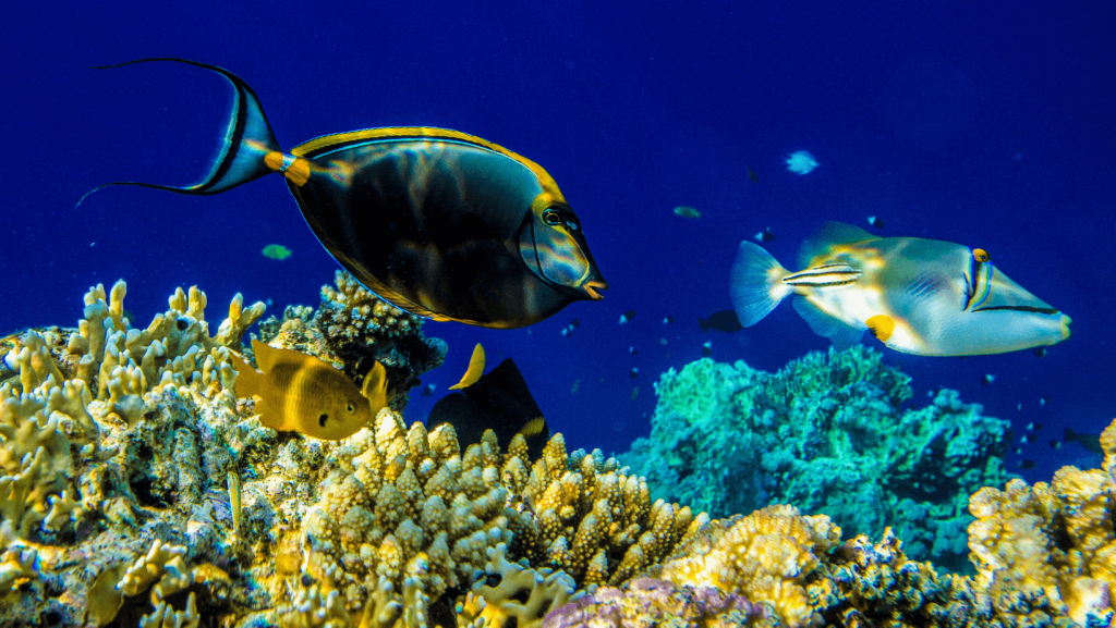 fish in mauritius