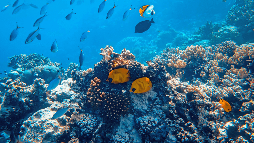 banc de poissons ile maurice