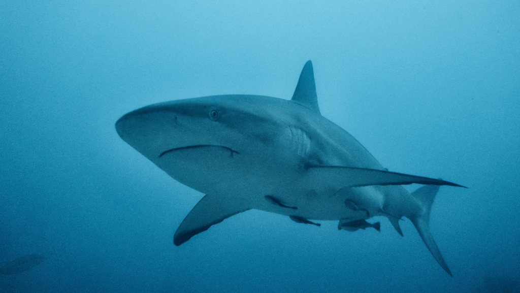 Shark in mauritius