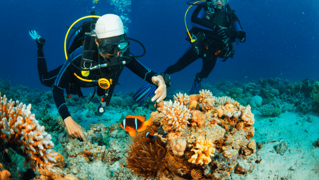 Experimented divers in mauritius