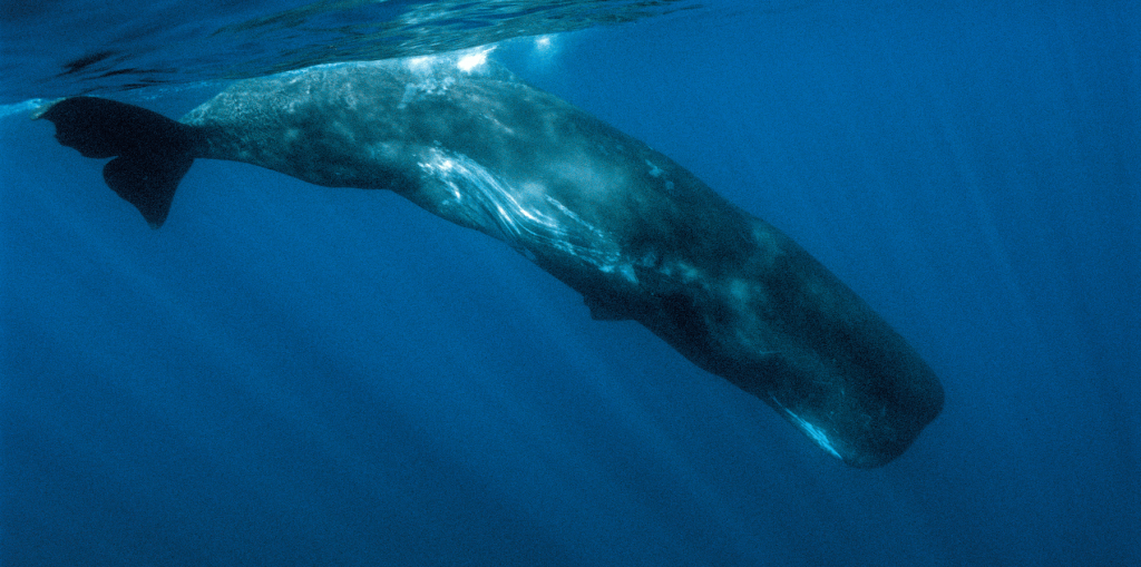 sperm whale in mauritius