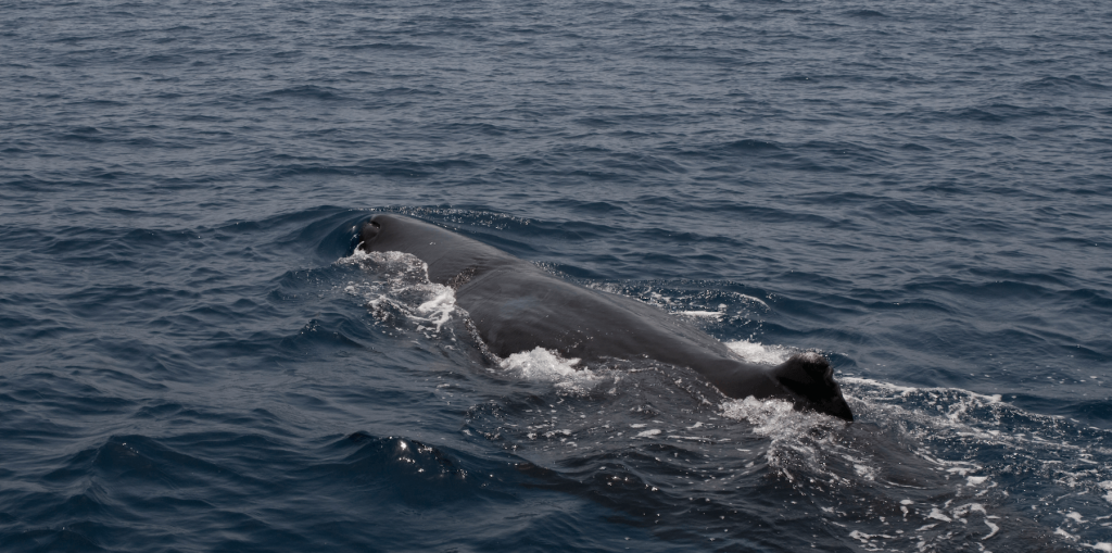 view of sperm whale from a boat in mauritius
