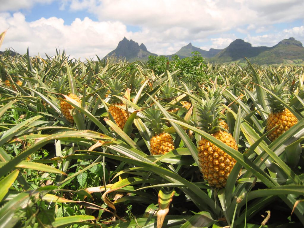 ananas first fruit of the season in mauritius