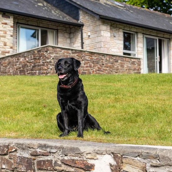 Dog friendly holiday cottages at St. Mellion Estate in Cornwall