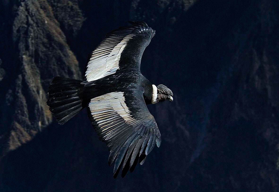 Giant Condor Colca