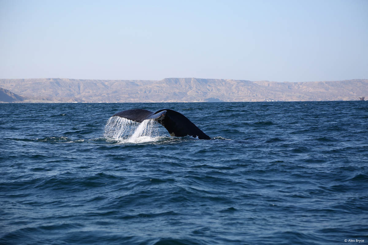 Whale watching Mancora